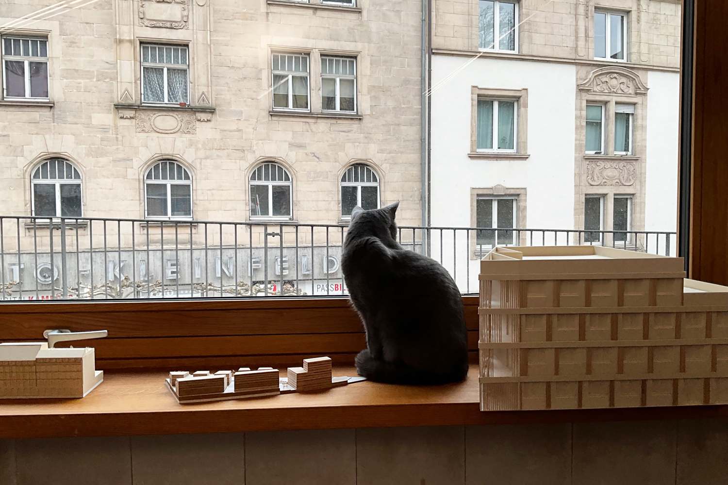 Wenn die Nachbarskatze zwischen Architektur und Stadtpanorama posiert… (2)